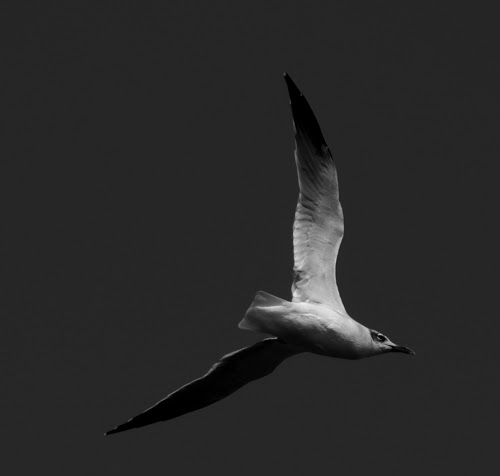 Seagull