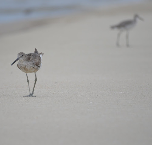 Willets